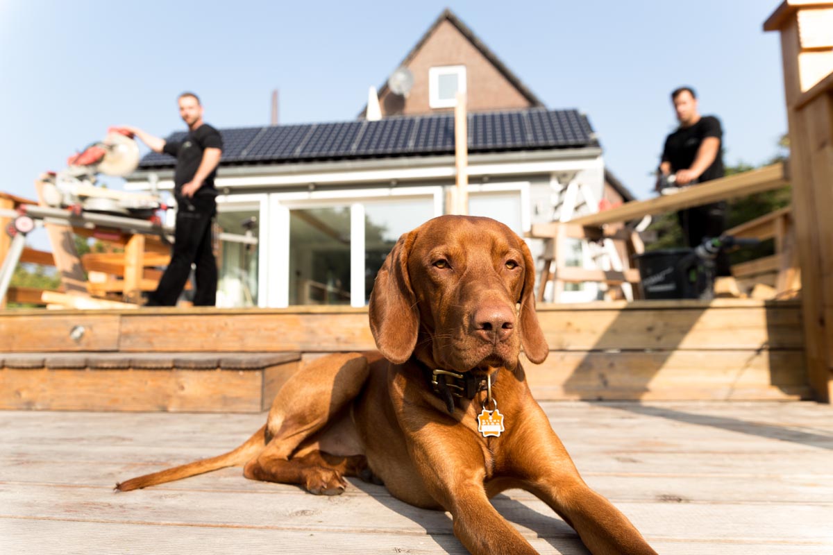 Hund auf Terrasse vor Handwerkern